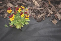 Apollo® Apollo Weed Control Fabric Roll 100 X 1m 9 Apollo® Apollo Weed Control Fabric Roll 100 X 1m -Cheap Garden Spreader Store 23991 A2