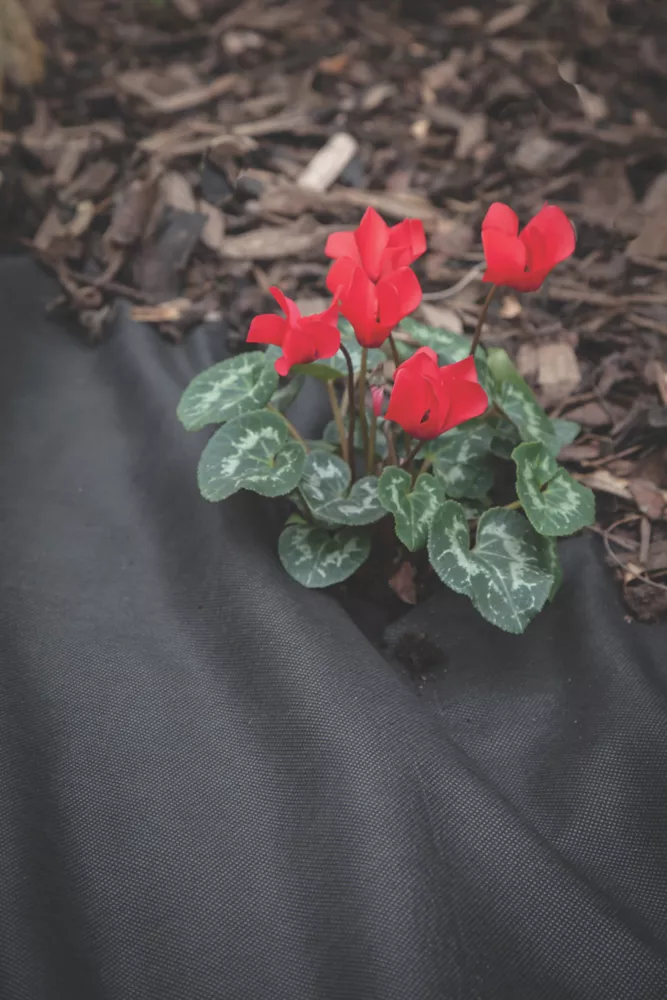 Apollo® Apollo Weed Control Fabric Roll 100 X 1m 7 Apollo® Apollo Weed Control Fabric Roll 100 X 1m - Image 5