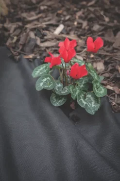 Apollo® Apollo Weed Control Fabric Roll 14 X 1m -Cheap Garden Spreader Store 33004 A2