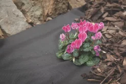 Apollo® Apollo Weed Control Fabric Roll 14 X 1m -Cheap Garden Spreader Store 33004 A3