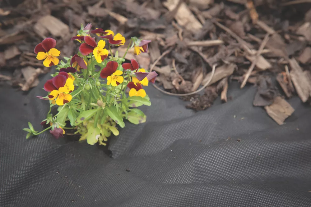 Apollo® Apollo Weed Control Fabric Roll 50 X 2m 5 Apollo® Apollo Weed Control Fabric Roll 50 X 2m - Image 3