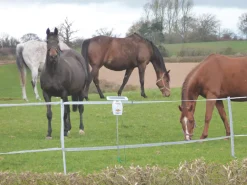 Stockshop SX250 Solar-Powered Electric Fence Energiser Battery-Powered 7 Stockshop SX250 Solar-Powered Electric Fence Energiser Battery-Powered -Cheap Garden Spreader Store 7617F A2